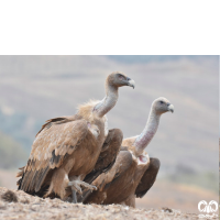 گونه کرکس Eurasian Griffon Vulture